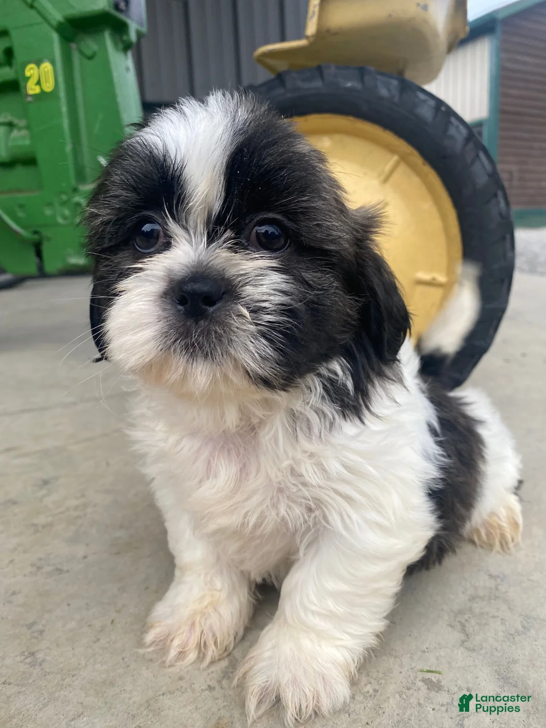 Shih Tzu dogs for sale: Leo - Ad 1