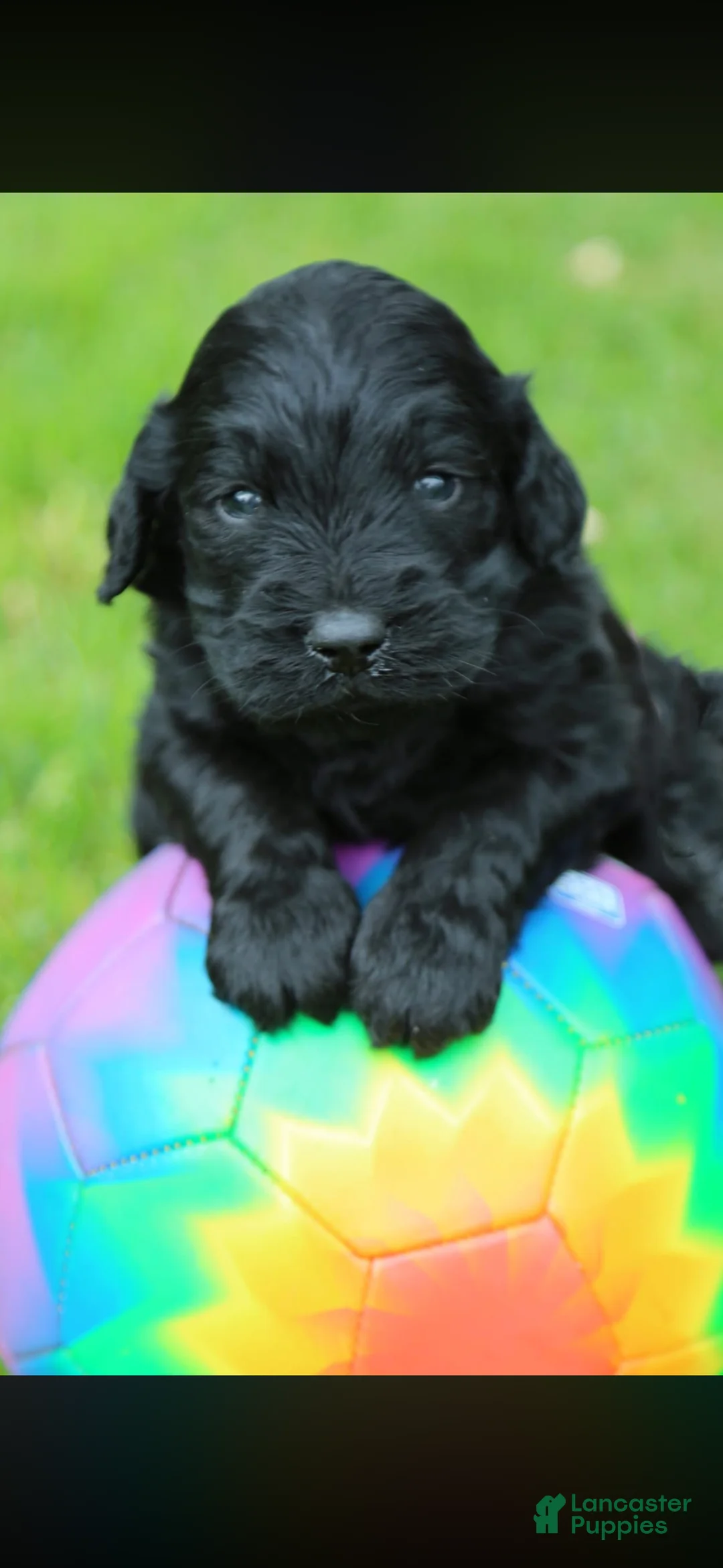 Goldendoodle dogs for sale: Goldendoodle Puppy 1 - Ad 1