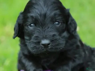 Goldendoodle dogs for sale: Goldendoodle Puppy 1 - Ad 2