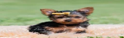 Yorkshire Terrier dogs for sale: Copper - Ad 5