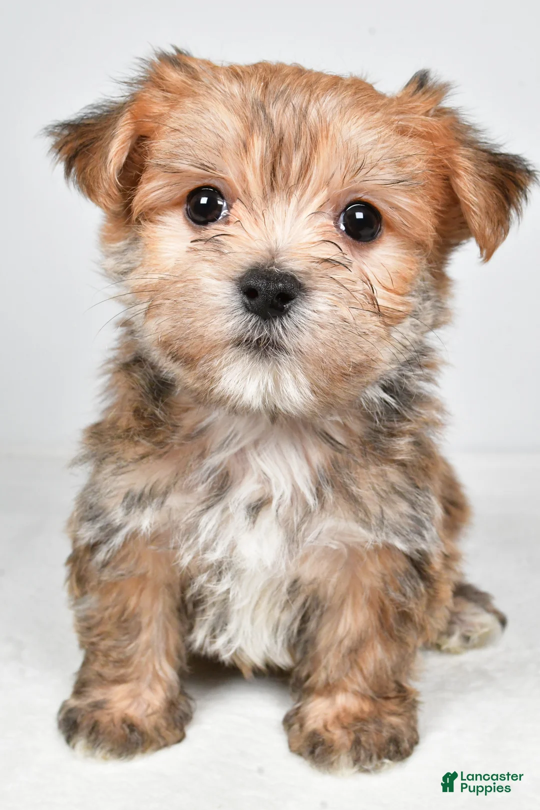 Morkie dogs for sale: Dustin - Ad 7