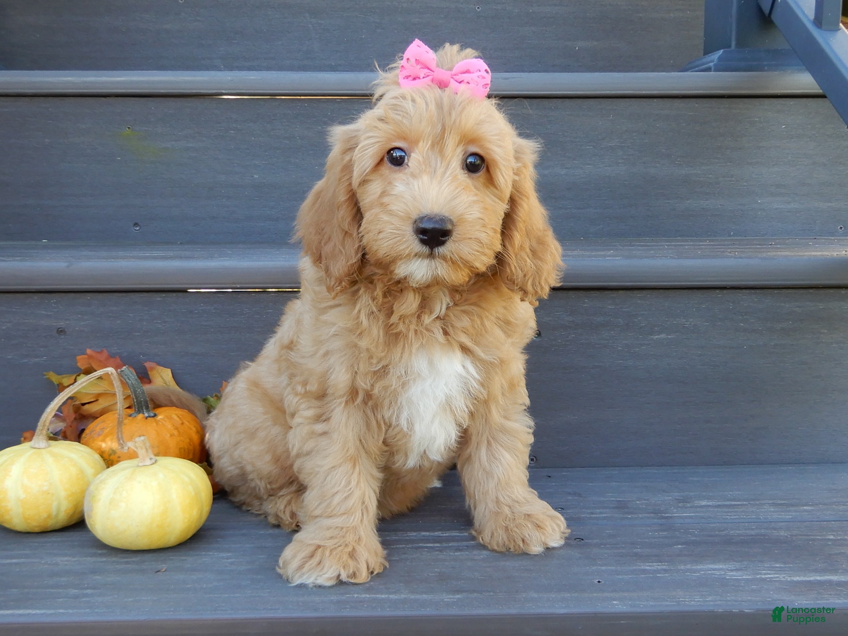 Mini Goldendoodle dogs Indy - Ad 1