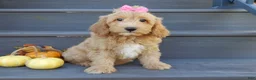 Mini Goldendoodle dogs for sale: Indy - Ad 1