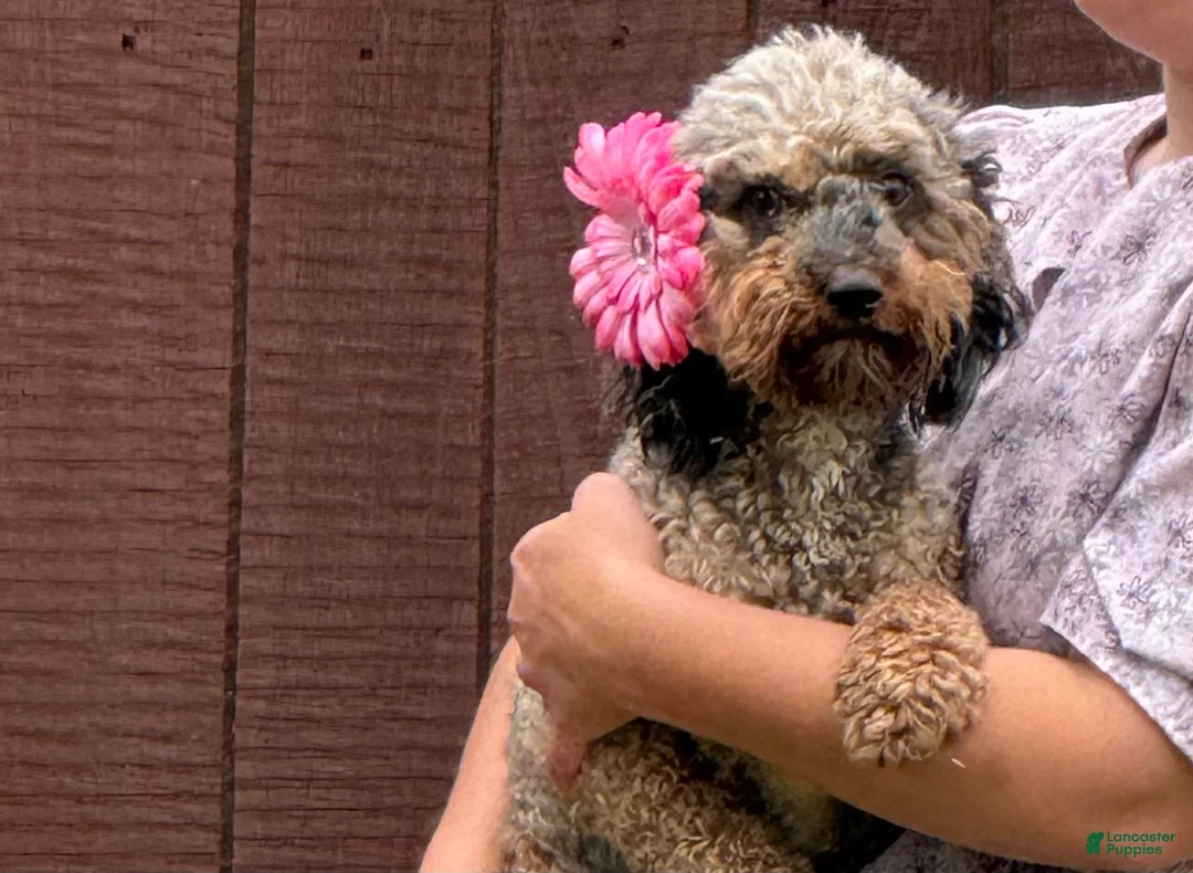 Cavapoo dogs for sale: Marshmellow Cavapoo  - Ad 5