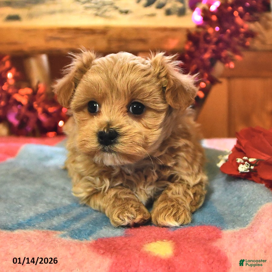 Maltipoo dogs Tiger - Ad 2