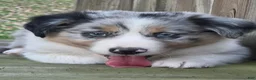 Australian Shepherd dogs for sale: Theo - Ad 5