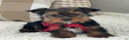 Yorkshire Terrier dogs for sale: Frisby - Ad 6