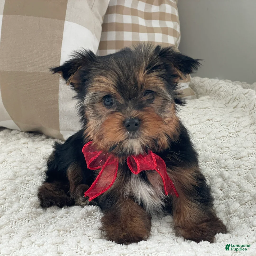 Yorkshire Terrier dogs for sale: Frisby - Ad 6