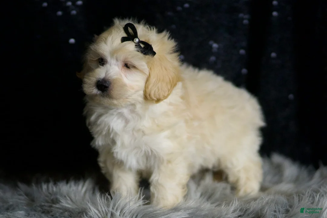 Maltipoo dogs for sale: Ares - Ad 5