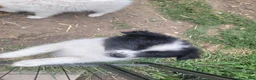 Pomeranian dogs for sale: Oreo - Ad 26