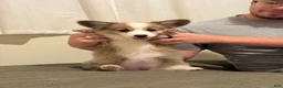 Welsh Corgi Pembroke dogs for sale: Welsh Corgi Pembroke Puppy 1 - Ad 13