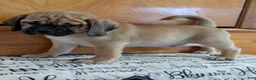 Puggle dogs for sale: Chance  - Ad 6