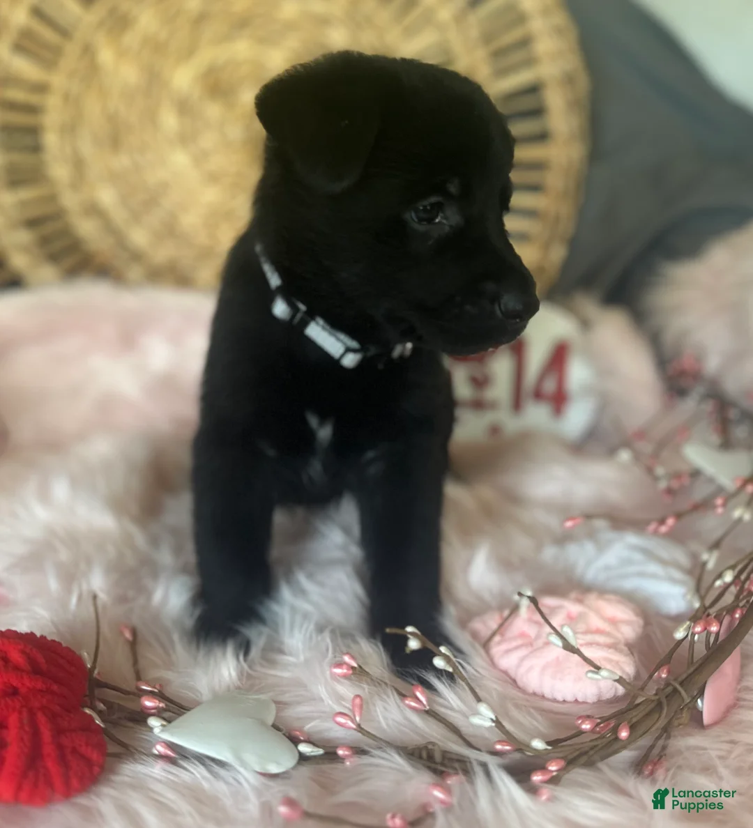 German Shepherd dogs for sale: Poppy  - Ad 7