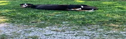 Bernese Mountain Dog dogs for sale: Pink Collar- Sassy - Ad 6