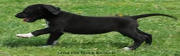 Great Dane dogs for sale: Mitzi - Ad 6