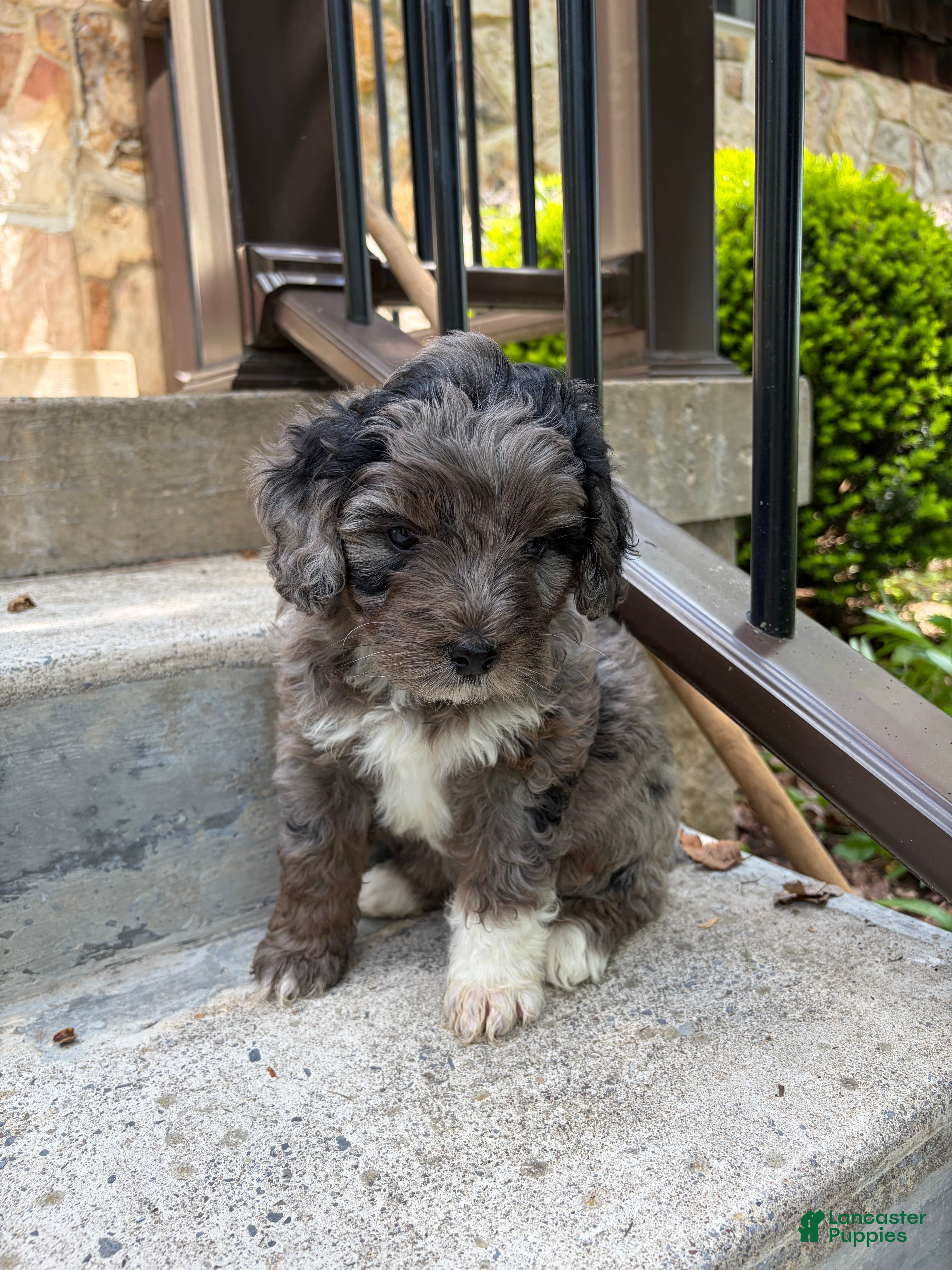 Mini Bernedoodle dogs Henry - Ad 2