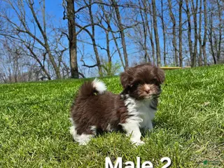Havanese dogs Havanese Puppy 2 - Ad 23