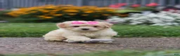 Mixed Breed dogs for sale: Brianna - Ad 10