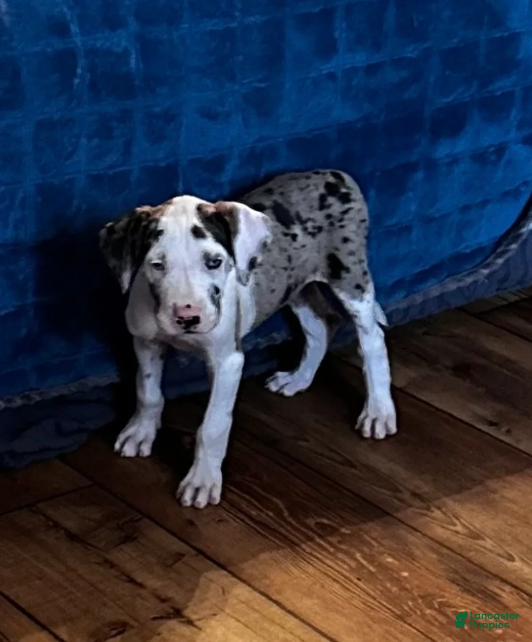 Great Dane dogs for sale: Zoey - Ad 2