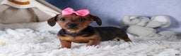 Miniature Dachshund dogs for sale: Jenny - Ad 12