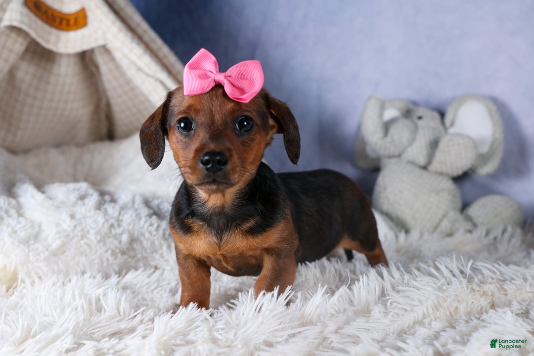 Miniature Dachshund dogs for sale: Jenny - Ad 12