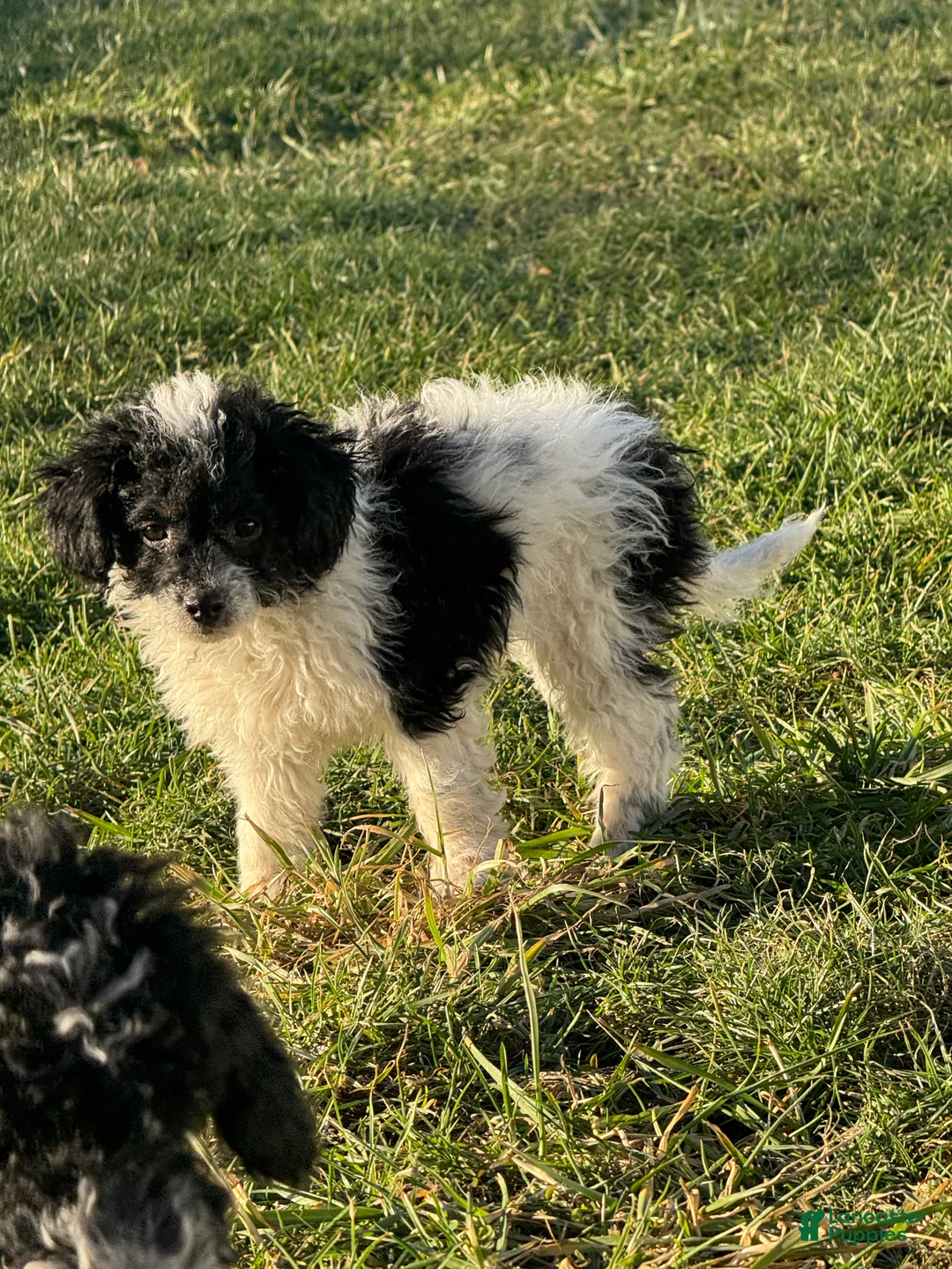 Miniature Poodle dogs for sale: Rowdy - Ad 6