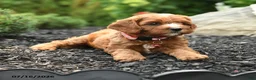 Cavapoo dogs for sale: Geneva - Ad 3