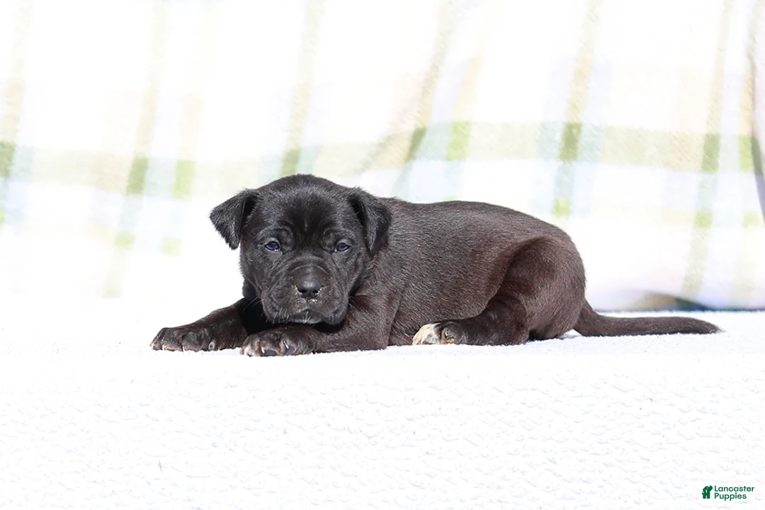 Mixed Breed dogs for sale: Starling - European Doberdane - Ad 1