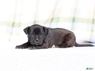 Mixed Breed dogs Starling - European Doberdane - Ad 8