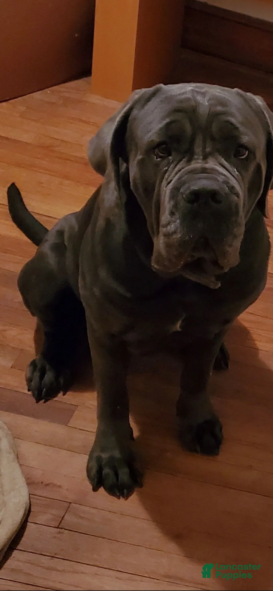 Cane Corso dogs for sale: Cane Corso 1 - Ad 3