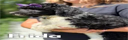 Standard Poodle dogs for sale: Frida - AKC - Ad 7