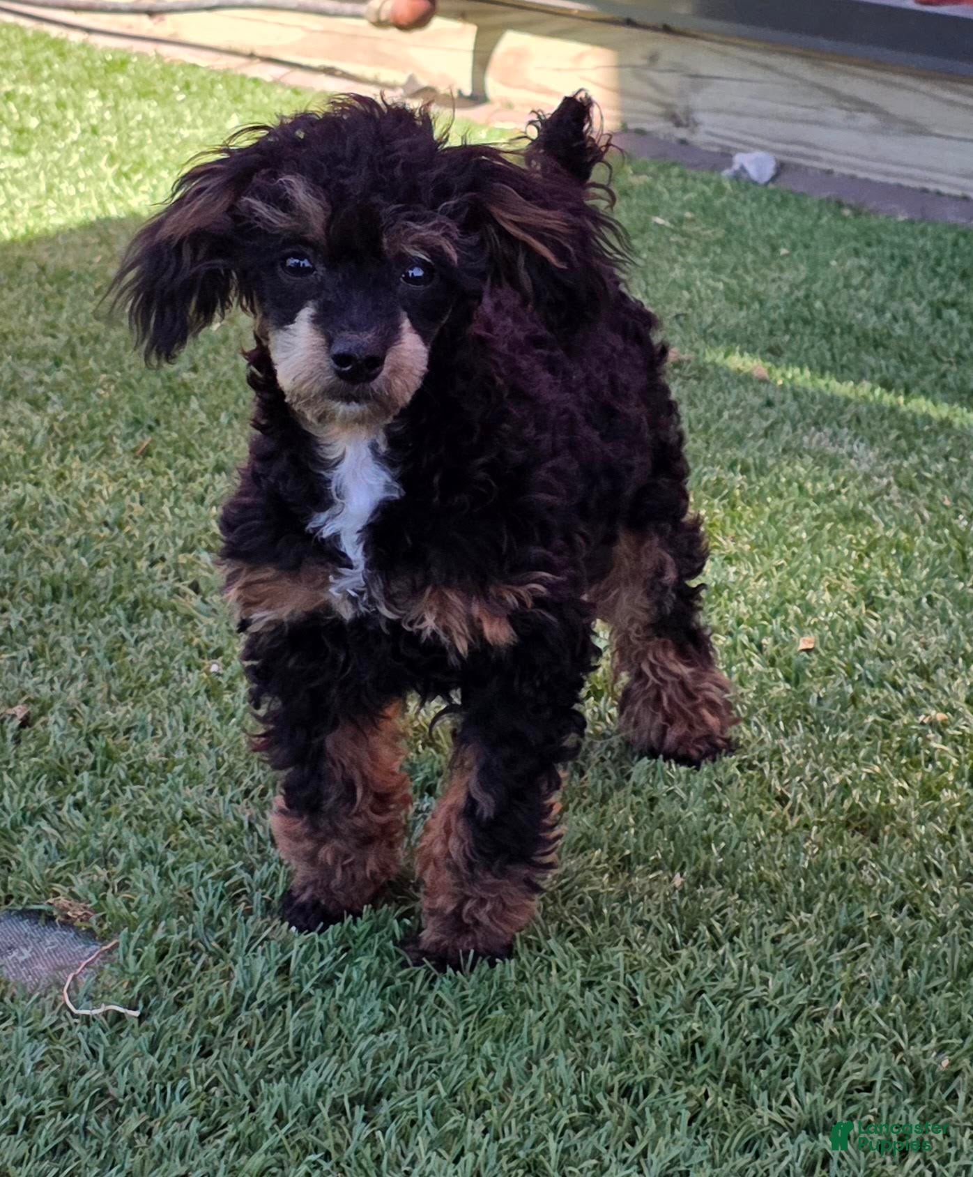 Mixed Breed dogs for sale: Davis - Ad 3