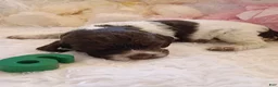 Brittany Spaniel dogs for sale: Brittany Spaniel 6 - Ad 4