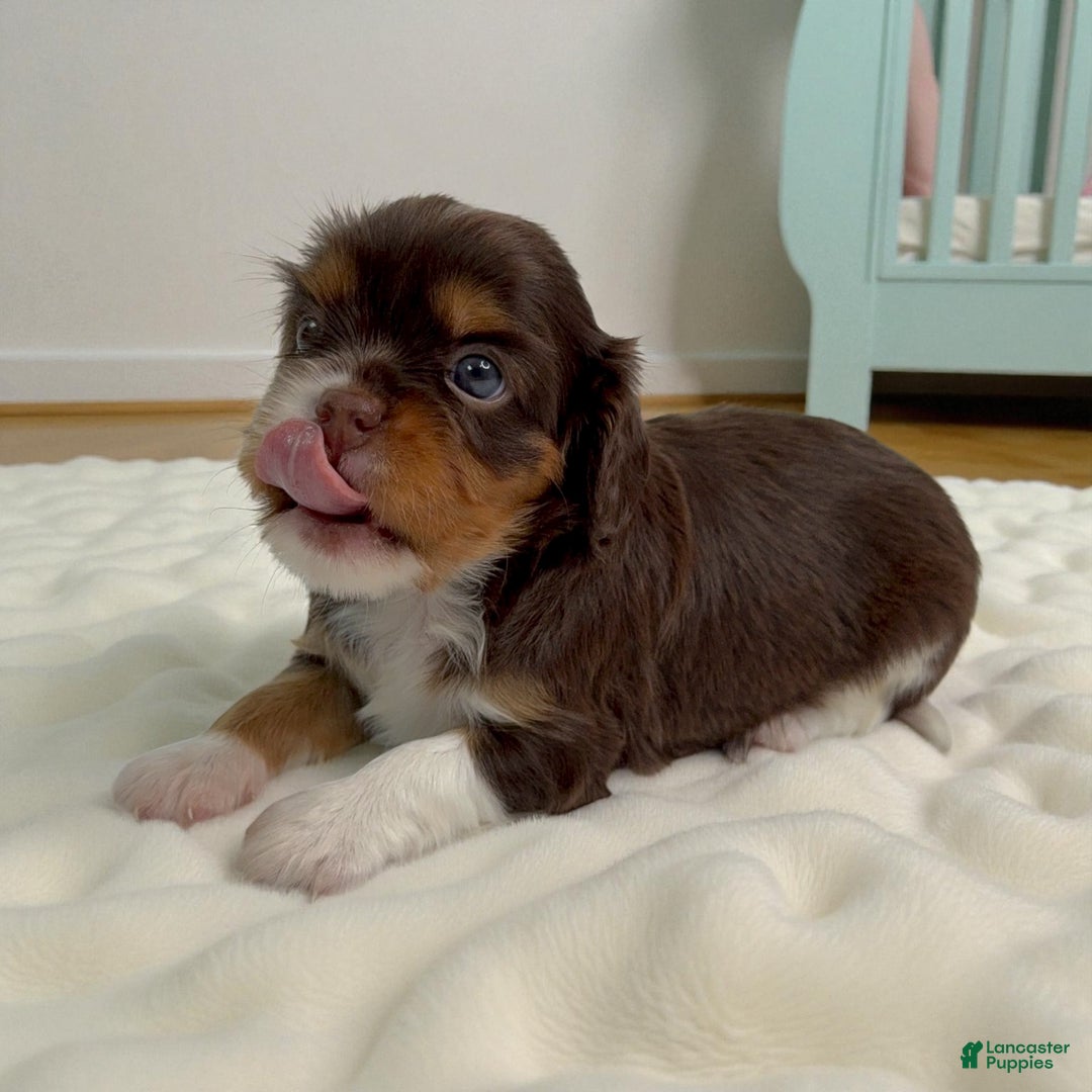 Cavalier King Charles Spaniel dogs for sale: Ava - Ad 5