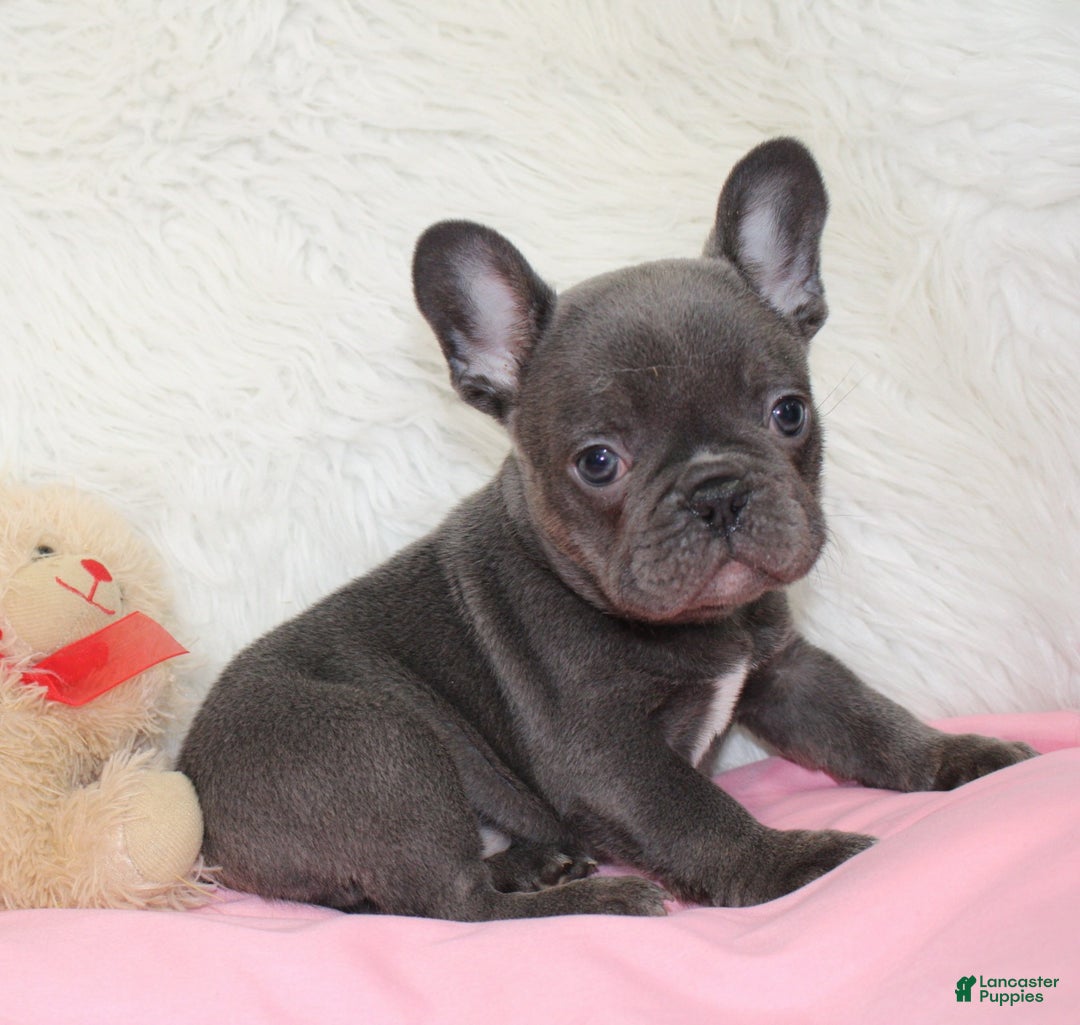 Mixed Breed dogs for sale: Teddy - Ad 2