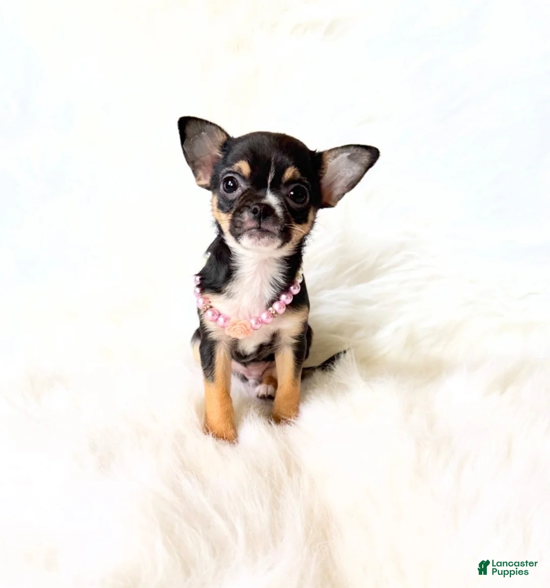 Chihuahua dogs for sale: Kitty - Ad 1