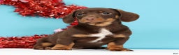 Miniature Dachshund dogs for sale: Kenny - Ad 5