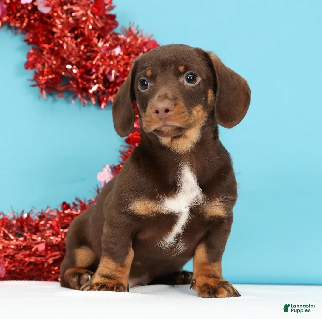 Miniature Dachshund dogs for sale: Kenny - Ad 5