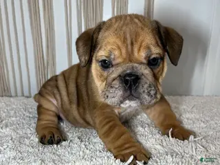 English Bulldog dogs Mila - Ad 18