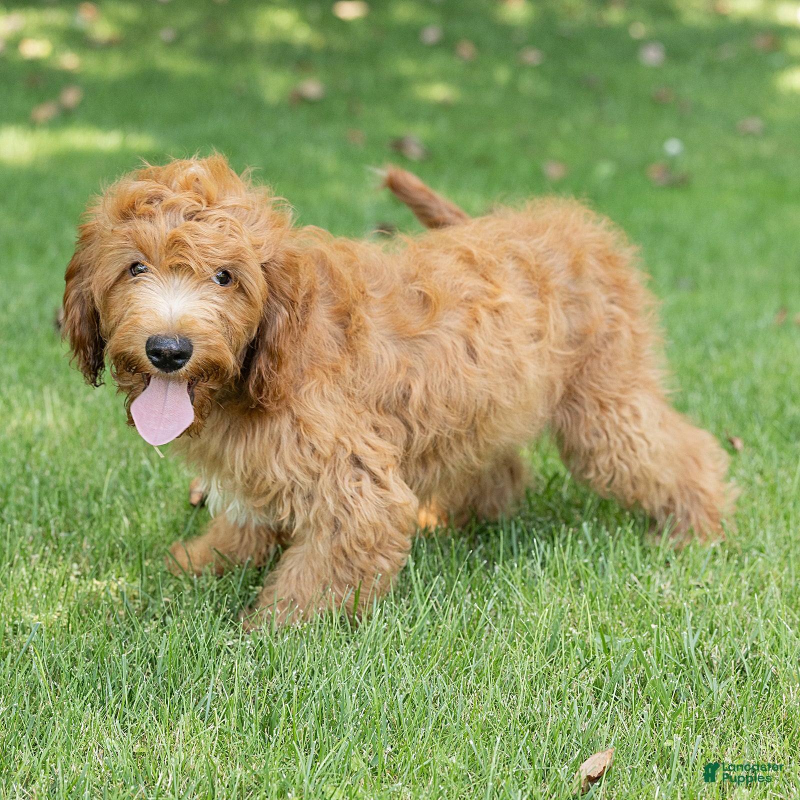 Cavapoo dogs Jasper Cavapoo  - Ad 1