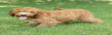 Jasper Cavapoo 
