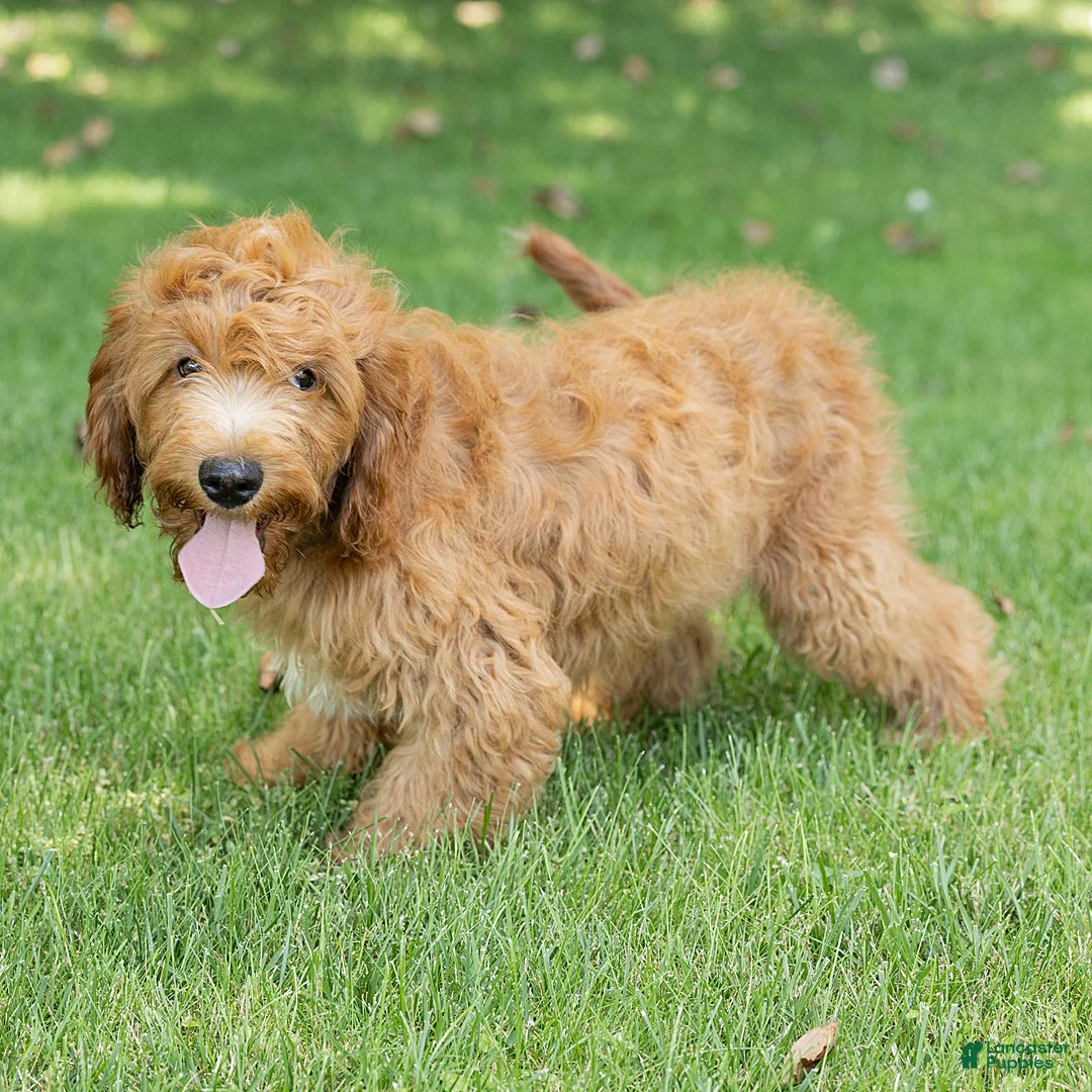 Cavapoo dogs for sale: Jasper Cavapoo  - Ad 1