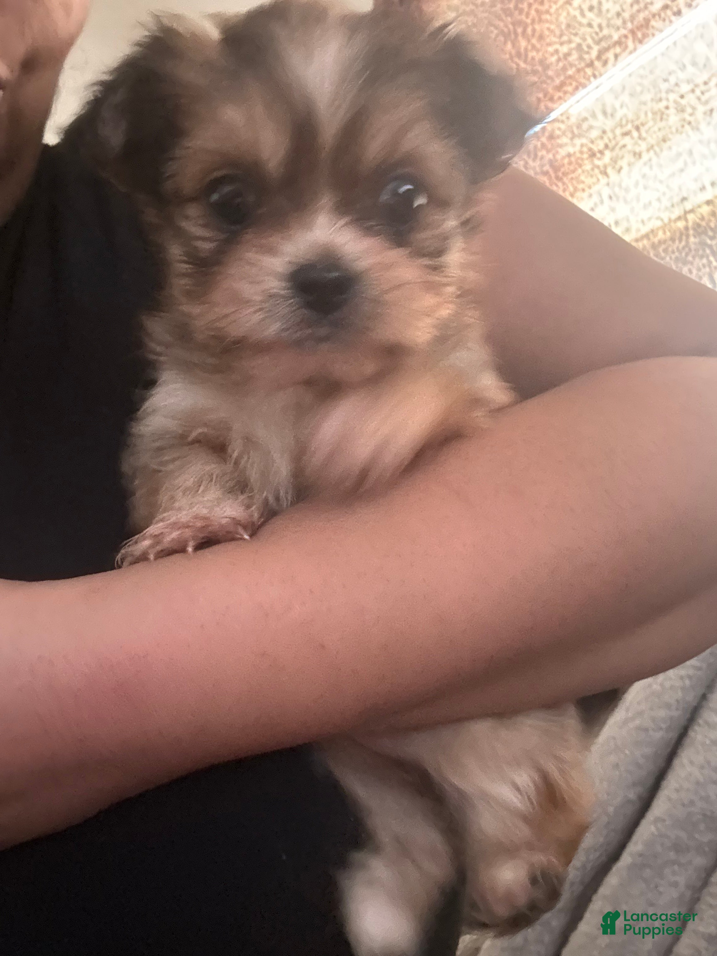 Mixed Breed dogs Mixed Breed Puppy 3 - Ad 8