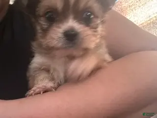 Mixed Breed dogs Mixed Breed Puppy 3 - Ad 8