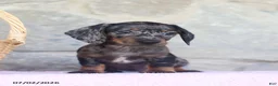 Miniature Dachshund dogs for sale: Carson - Ad 5