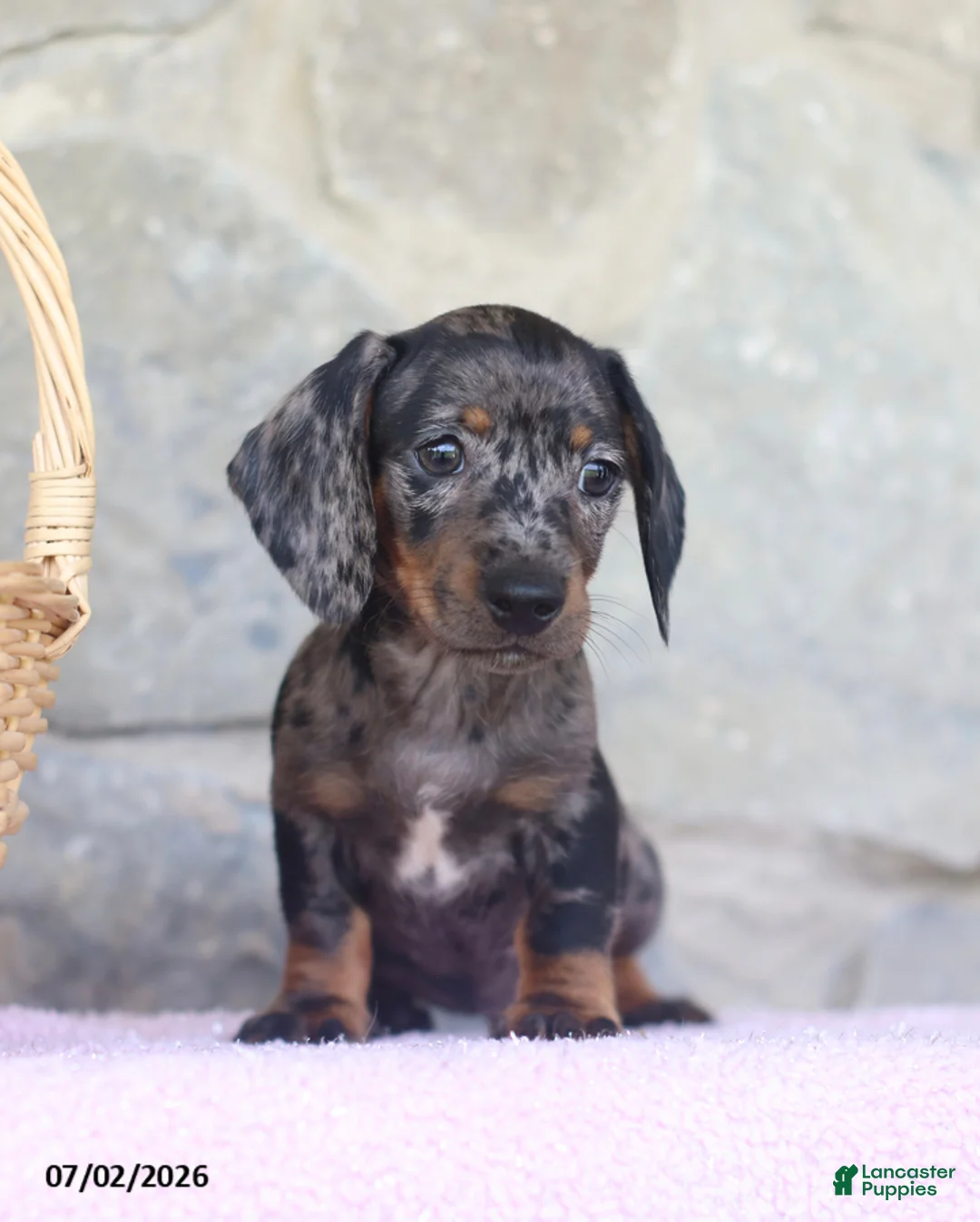 Miniature Dachshund dogs for sale: Carson - Ad 5