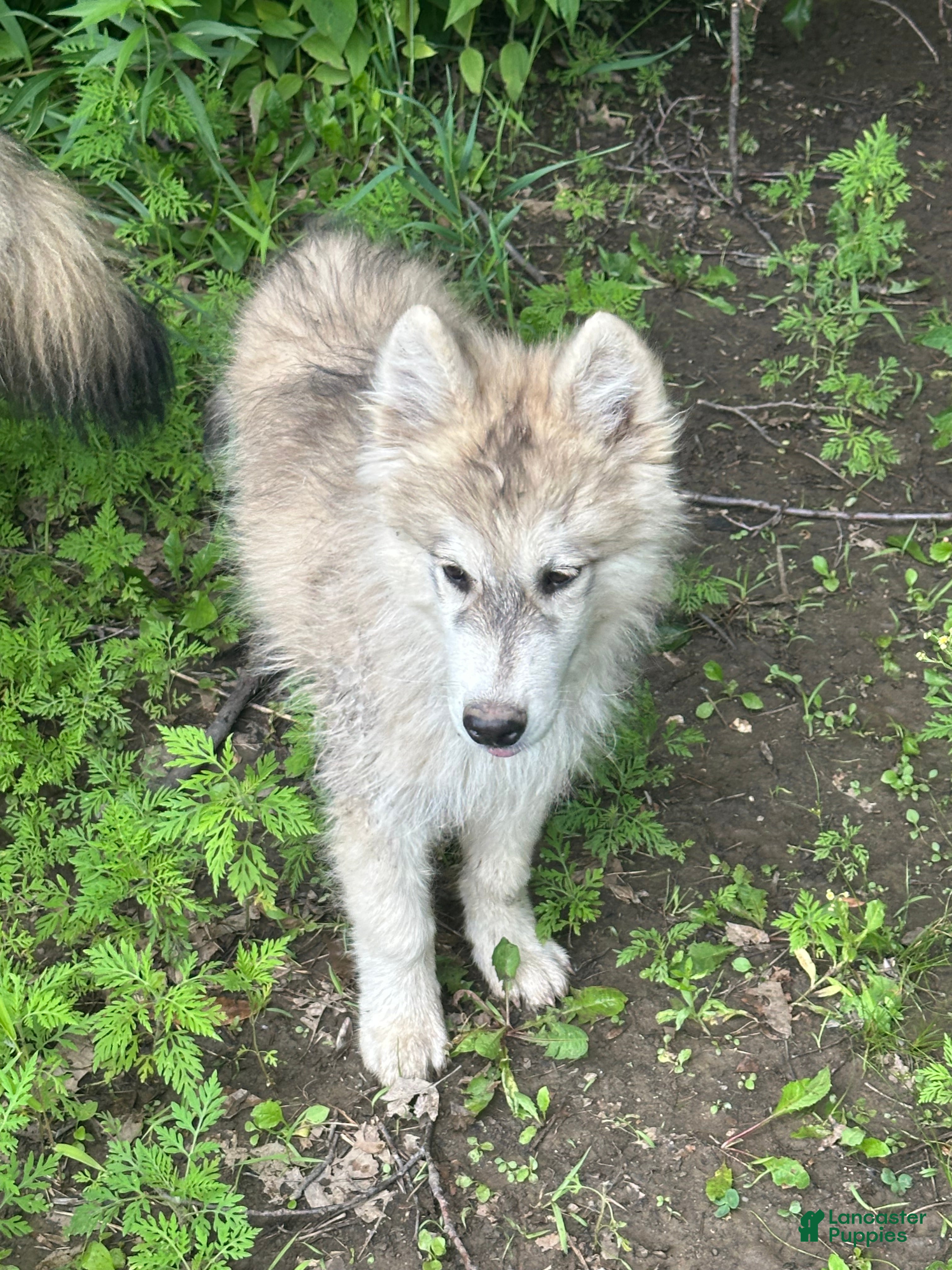 Alaskan Husky dogs Alaskan Husky 1 - Ad 2