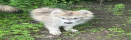 Alaskan Husky dogs for sale: Alaskan Husky 1 - Ad 1