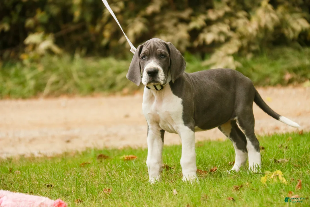 Great Dane dogs for sale: Celestia Great Dane  - Ad 2