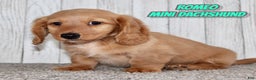 Miniature Dachshund dogs for sale: Romeo - Ad 1
